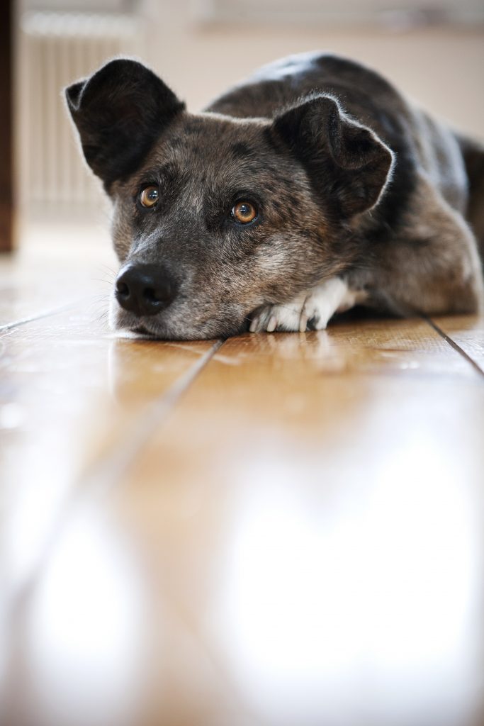 Hundsgemein? Hundetraining Aufmerksamkeit Hund Hundsgemein? Hundetraining