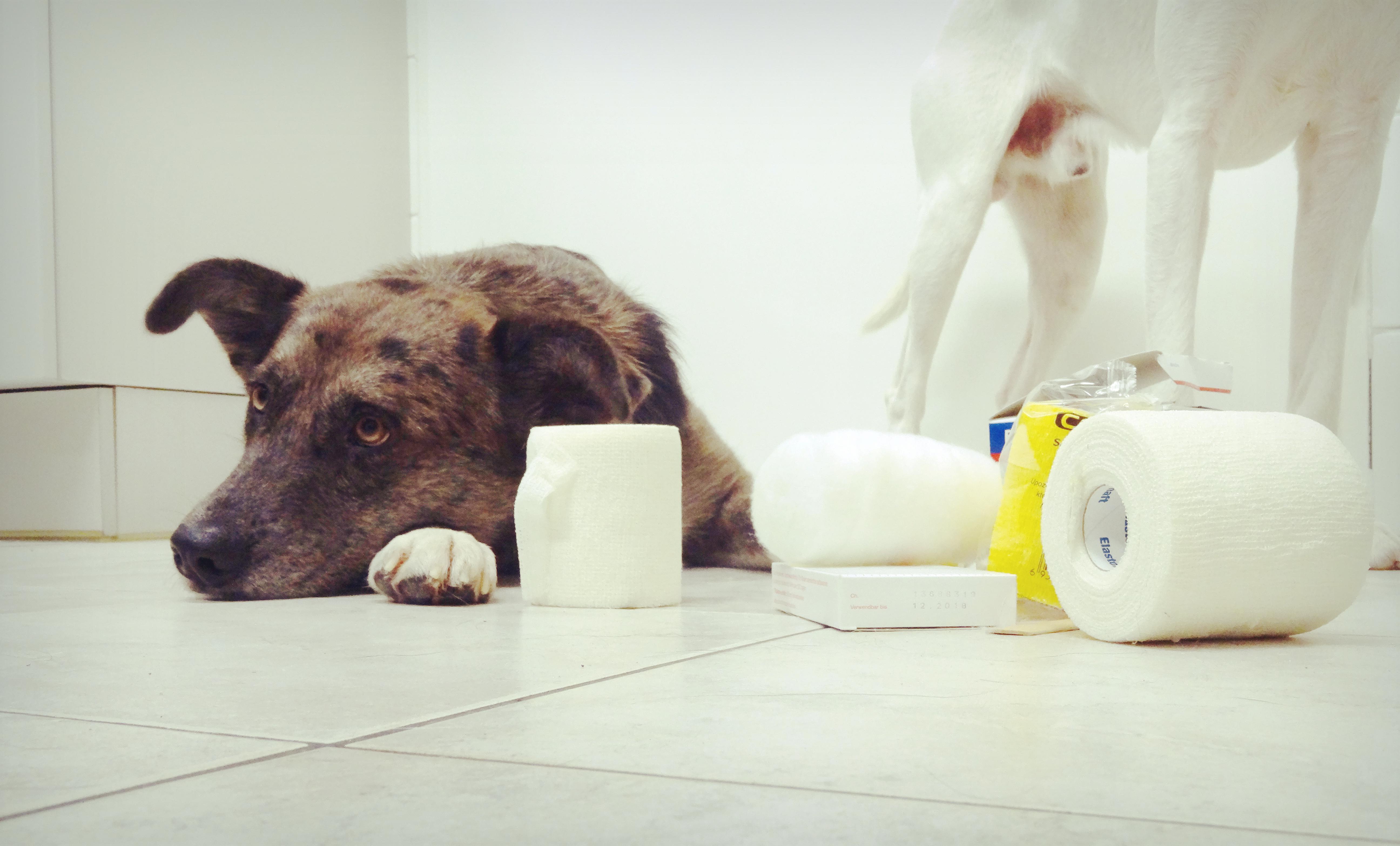16. April: Erste Hilfe beim Hund